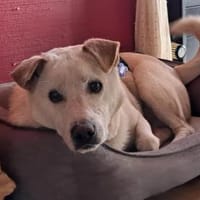 Cody ♥ gehst du mit mir meinen Weg?, Hund zur Adoption