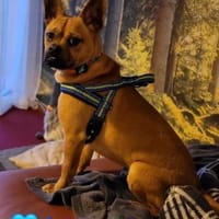 Lorenzo - anhänglich und menschenbezogen, Hund zur Adoption