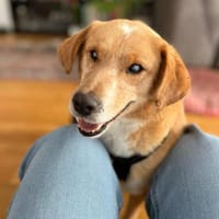 Herzenshund Stevie (Wonder) sucht DICH!, Hund zur Adoption