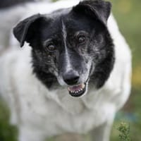 Ginny sucht ihre Familie, Hündin zur Adoption