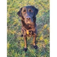 Bruno - wartet in 45478 Mülheim, Hund zur Adoption