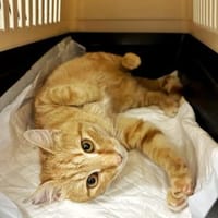 Fröhlicher Gingi, Kater zur Adoption