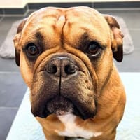 Marley - ist menschenbezogen, Hund zur Adoption