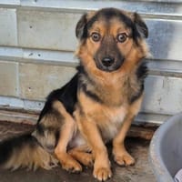 Findus ❤, Hund zur Adoption