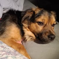 Findus ❤ wartet in 29614 Soltau, Hund zur Adoption