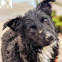 Julija  aufgeweckte und kluge ..., Hündin zur Adoption