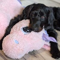 Kubo - braucht ausreichend Beschäftigung, Hund zur Adoption