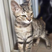 Unsere kleine Ameise Mrva, Katze zur Adoption