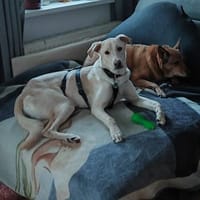 🦴✨ Treuer Begleiter Luke ✨🦴, Hund zur Adoption