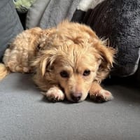 Jenny - eine liebe freundliche Hündin, Hündin zur Adoption