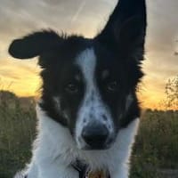 Zuhause gesucht für Adi, Hund zur Adoption