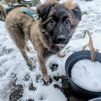 Liebes Welpenmädchen BEKKI 4 M., Hündin zur Adoption