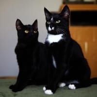 AMAYA und TIBERIUS suchen ihr Zuhause!, Kater zur Adoption