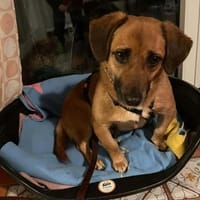 Knutschkugel Janco sucht Streichelprofis, Hund zur Adoption