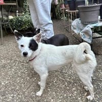 Unsere zarte Seele IDA..., Hündin zur Adoption