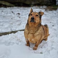 Lieber kleiner Senior Lüdi sucht Zuhause, Hund zur Adoption