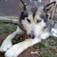 MAX hat ein schönes Zuhause verdient, Hund zur Adoption