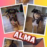 aktive Alma auf PS in 69493, Hündin zur Adoption