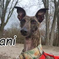 Die strahlende Nani❤, Hündin zur Adoption