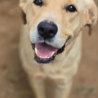 Leonardo - Kumpel fürs Leben sucht DICH!, Hund zur Adoption