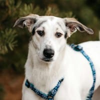 Tolle Bimka sucht liebevolles Zuhause, Hündin zur Adoption