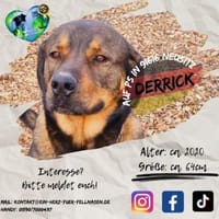 DERRICK - kann das Hunde 1x1 perfekt!, Hund zur Adoption