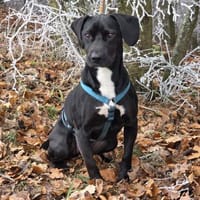 Nilix sucht seine Familie, Hund zur Adoption