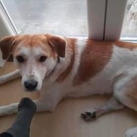 Dinus sucht Einzelzuhause auf dem Land, Hund zur Adoption