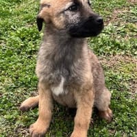 Lias - zarter Schatz wartet in Hofheim, Hund zur Adoption