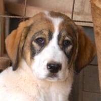 Sugar - wartet in Sachsen-Anhalt, Hündin zur Adoption