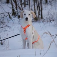 Bachisio möchte Ihnen Freude bereiten, Hund zur Adoption