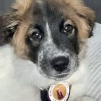 Liebevoller Bento wartet auf sein Glück, Hund zur Adoption