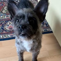 Saba° in 82362 Weilheim, Hündin zur Adoption