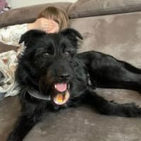 Salome: Energie trifft Schmusebacke, Hündin zur Adoption