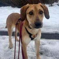 Supermodel Hanni, Hündin zur Adoption