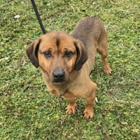 Alejandro wie lang muss er noch warten?, Hund zur Adoption