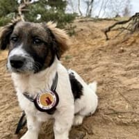 Athene wartet auf deine Nachricht, Hündin zur Adoption