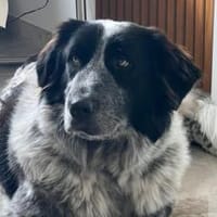 Enola kann mit Tieren & sucht Zuhause, Hündin zur Adoption