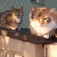 Zurückhaltende Katzendame Sally, Katze zur Adoption