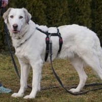 Möchten Sie Fiorenzo bei sich aufnehmen?, Hund zur Adoption