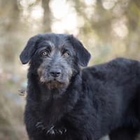 Gibt es ein Zuhause für Liz?, Hündin zur Adoption