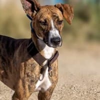 Harper - eine bildschöne Galga, Hündin zur Adoption