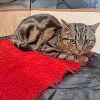 allen, chat à adopter