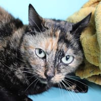 mouette-mouette, chatte à adopter