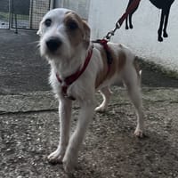 ALLY VAA, chienne à adopter