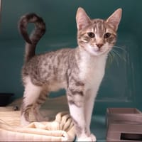 STITCH, chat à adopter