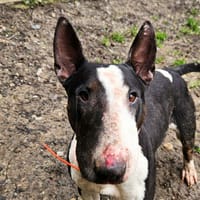 SIRIE, chienne à adopter