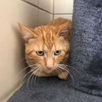 RAMEN, chat à adopter