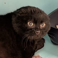 PRADERE, chat à adopter