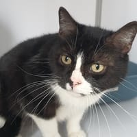 PHOEBE, chatte à adopter